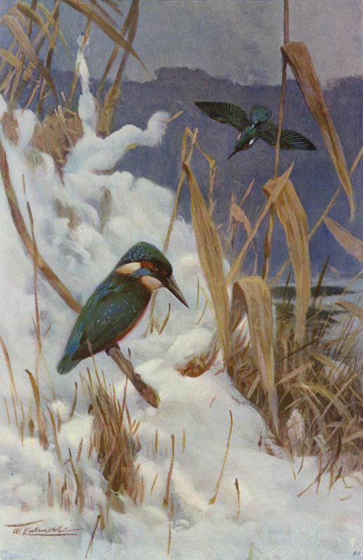 Zimorodek autorstwa after Wilhelm Kuhnert