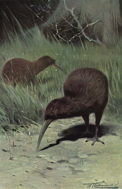 kiwi autorstwa after Wilhelm Kuhnert