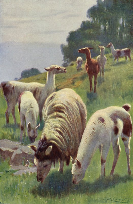 Lama autorstwa after Wilhelm Kuhnert