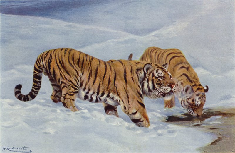 Tygrys mandżurski autorstwa after Wilhelm Kuhnert