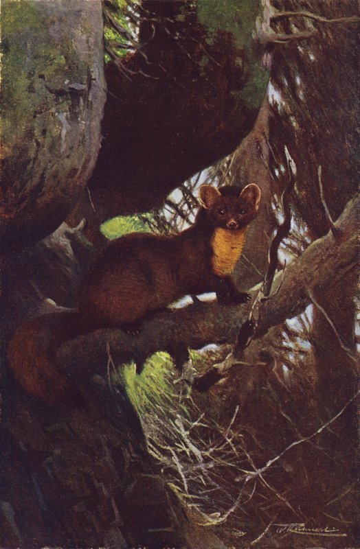 Kuna leśna autorstwa after Wilhelm Kuhnert