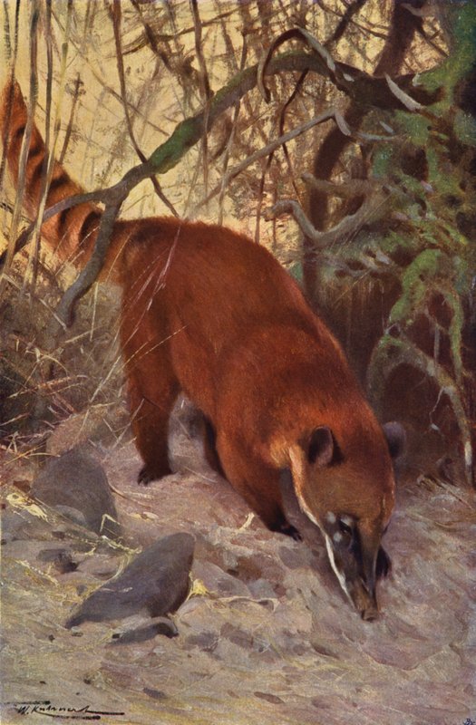 Czerwony Coati autorstwa after Wilhelm Kuhnert