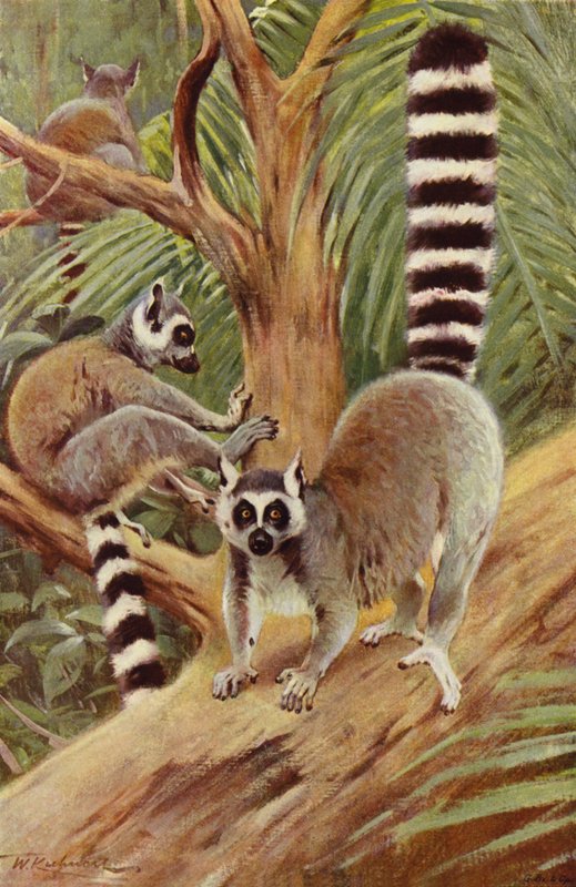Lemur katta autorstwa after Wilhelm Kuhnert