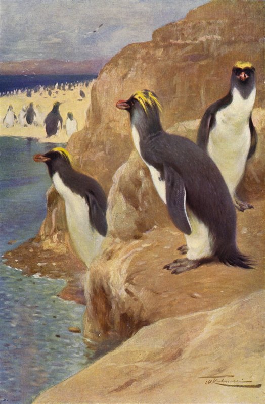 Skalny Pingwin autorstwa after Wilhelm Kuhnert