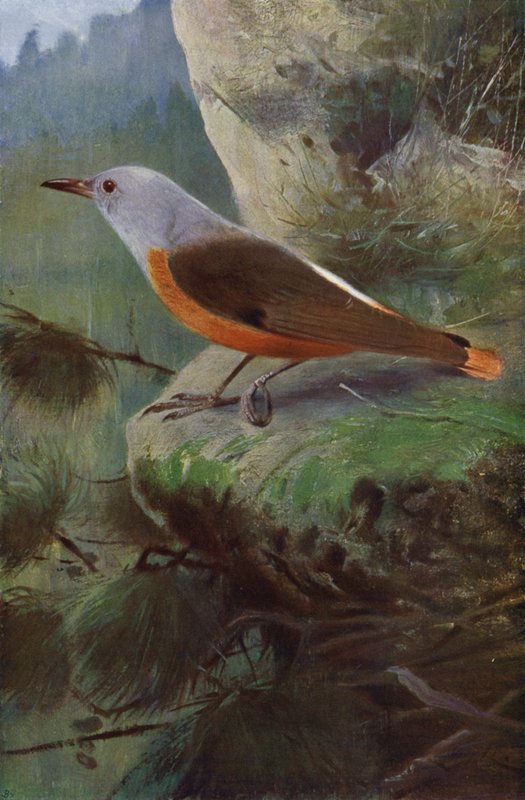 drozd skalny autorstwa after Wilhelm Kuhnert