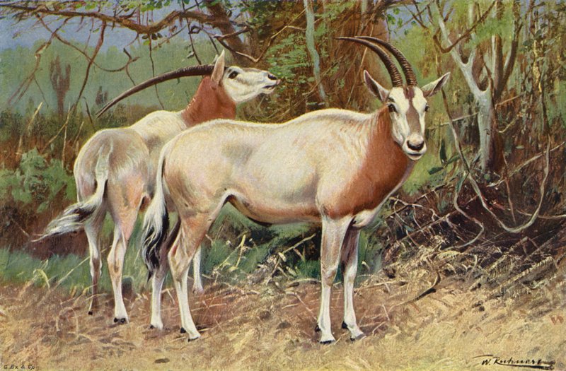 Antylopa sobolowa autorstwa after Wilhelm Kuhnert