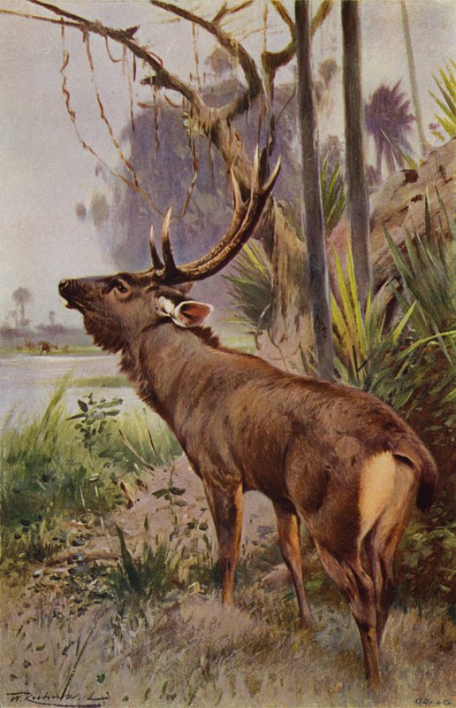 Sambar autorstwa after Wilhelm Kuhnert
