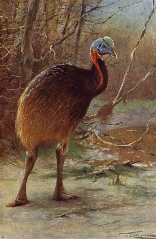 Kazuar jednoszyjkowy autorstwa after Wilhelm Kuhnert