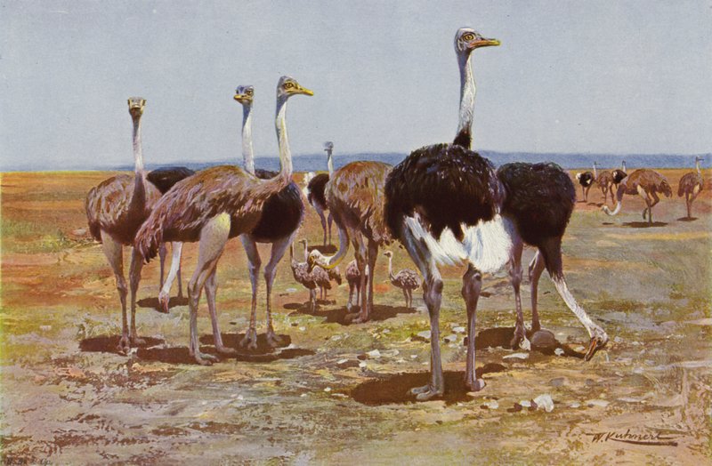 struś somalijski autorstwa after Wilhelm Kuhnert