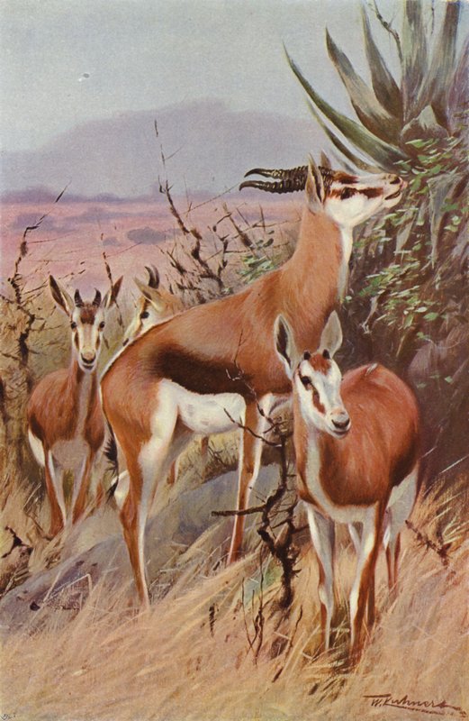 Springbok autorstwa after Wilhelm Kuhnert