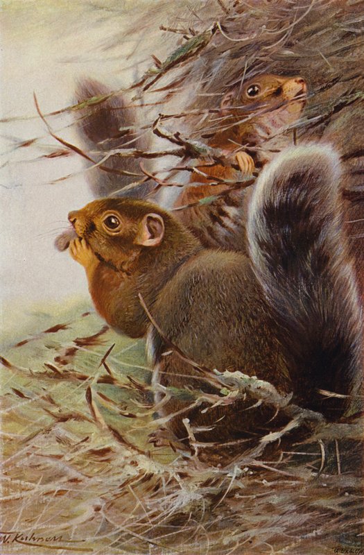 Wiewiórka św. Pawła autorstwa after Wilhelm Kuhnert