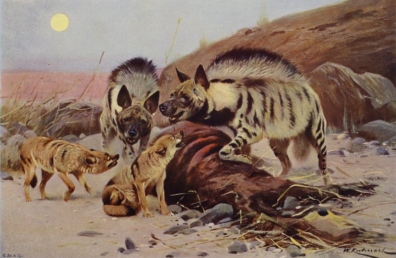 Hiena pręgowana i szakal autorstwa after Wilhelm Kuhnert