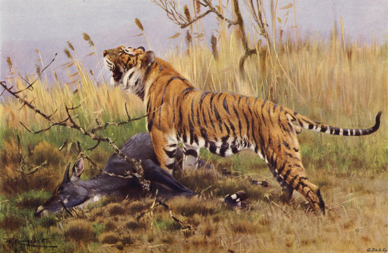 Tygrys autorstwa after Wilhelm Kuhnert