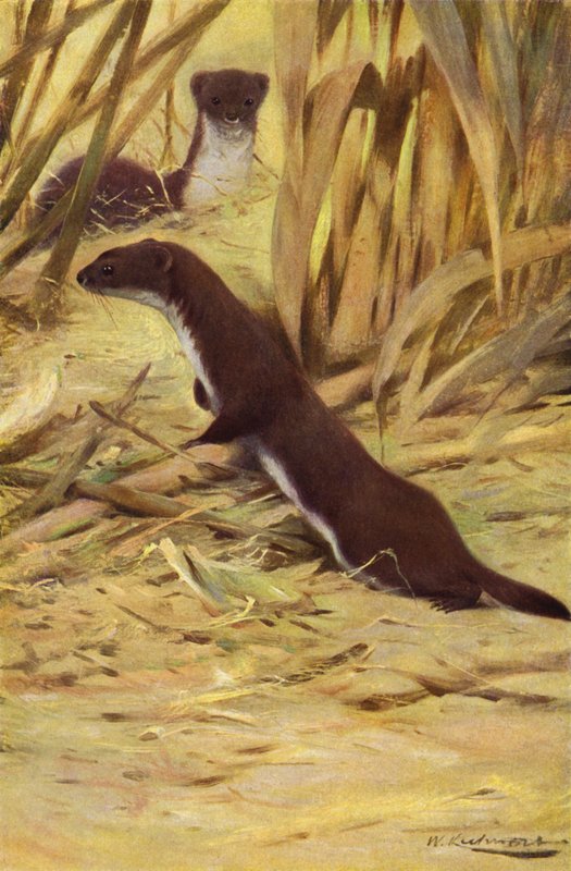 Łasica autorstwa after Wilhelm Kuhnert