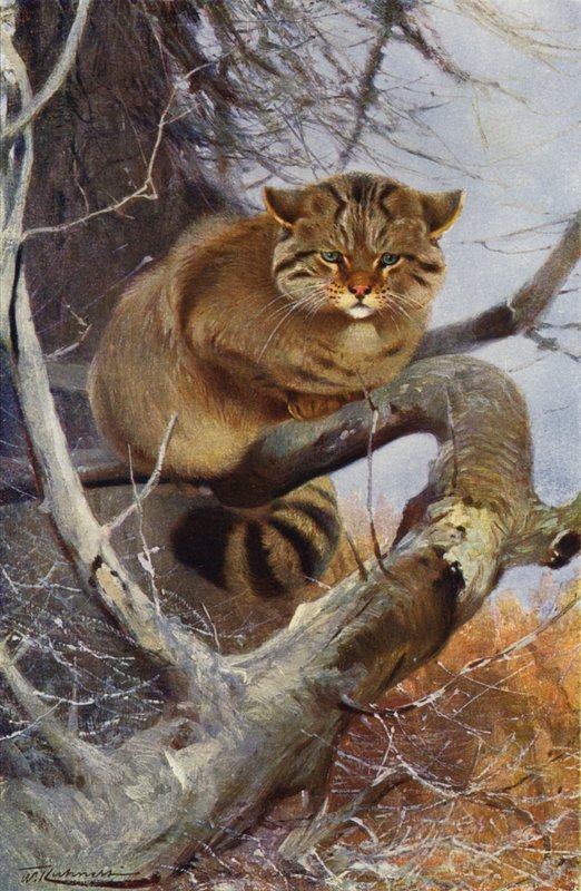 Dziki Kot autorstwa after Wilhelm Kuhnert