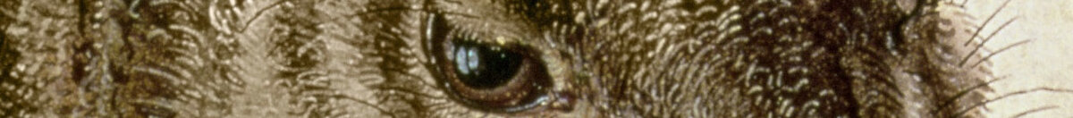 Młody zając (Albrecht Dürer), Detail: Kopf mit Auge und Schnurrhaaren
