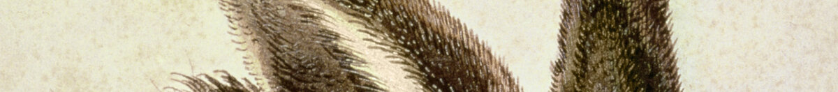 Młody zając (Albrecht Dürer), Detail: Aufgerichtete Ohren