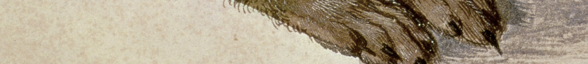 Młody zając (Albrecht Dürer), Detail: Vorderpfoten und Brustfell