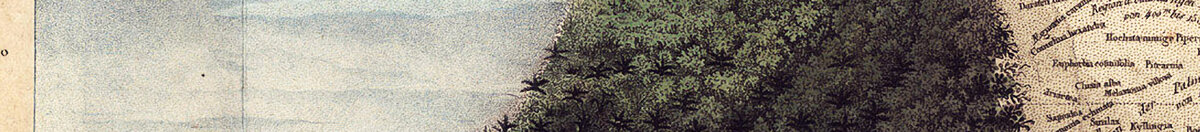 Geografia roślin w krajach tropikalnych, studium Andów, rysunek Schoenbergera i Turpina, druk Langlois, Paryż (Baron Friedrich Alexander von Humboldt), Detail: Bewaldete Bergflanke