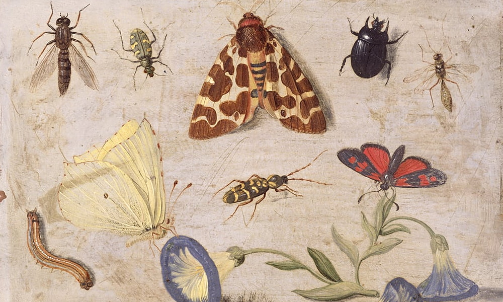 Insekty