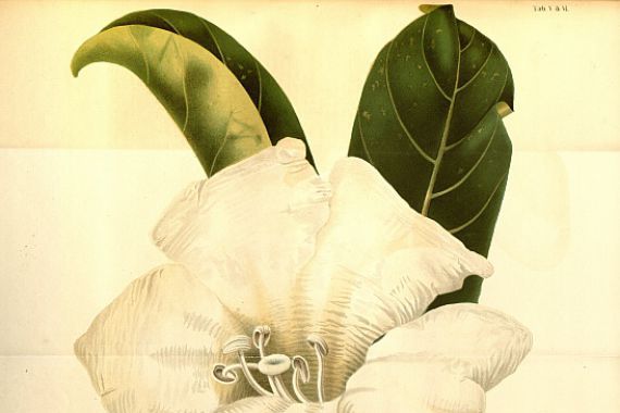 Annales Musei botanici lugduno-batavi