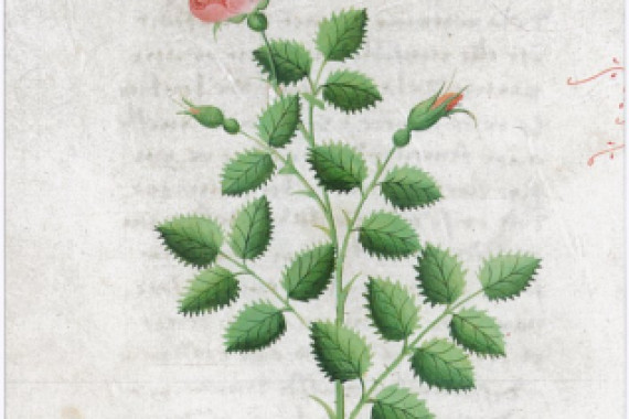 Matthaeus Platearius