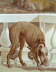Pies na balkonie. Świeży detal. Obraz Paolo Caliariego zwany Paolo Veronese (1528-1588), ok. 1561. Fresco Maser (Treviso), Villa Barbaro, Pokój Bachusa