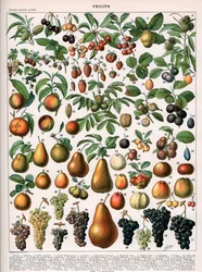 Ilustracja odmian owoców, c.1905-10 (kolor lito)