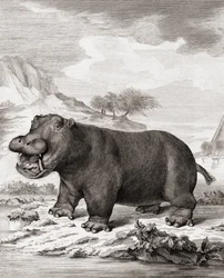 Hipopotam (Hippopotamus amphibius)