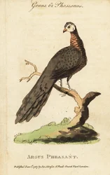Bażant argus, Argusianus argus
