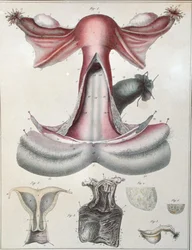 Anatomia macicy, z „Manuel d