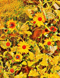 Słoneczniki dla Van Gogha.