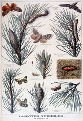 Harmful insects: butterflies and moths that damage pine trees, 1897   1204161   pl       polish Successfully Translated  Original: Tapestries Ko-ssu, Possibly Ming dynasty, 1368-1644. Translat: Tapestries Ko-ssu, Possibly Ming dynasty, 1368-1644. 1206597 p