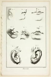 Projekt: Anatomia twarzy z Encyclopédie