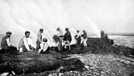 Spalanie wodorostów na wodorosty, Wyspy Aran, Irlandia, 1922.