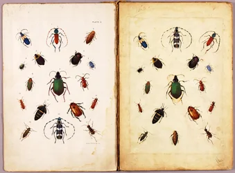 OWADY - Kolorowe chrząszcze, krajobraz, teczka studiów do książki Concealing Coloration in the Animal Kingdom