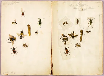 Owady - barwne, teczka studialna do książki Concealing Coloration in the Animal Kingdom