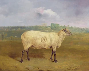 Nagradzana owca z monogramem „H”, należąca do pana J. A. Houblona, Hallingbury Place, Essex, 1812