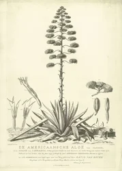 Kwitnący aloes amerykański, 1757 Amerykański aloes Clusius lub agawa Linneusza (...) Po rozkwicie latem roku 1757 Jac: Schuurmans Stkehooven, Florist in Leiden (tytuł na obiekcie)