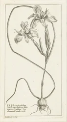 Irys