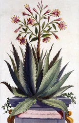 Aloe Serrata major umbellifera, z „Phytographia Curiosa”, opublikowana w 1702 r.