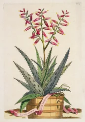 Aloe Vera Costa Spinosa, z 