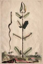 Ciekawa fitografia: Virginian Apocynum