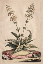 Phytographia Curiosa: większy indyjski horminus