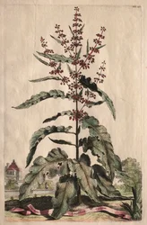 Ciekawa fitografia: Lapathum Longifolium Curlum