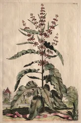 Phytographia Curiosa: Lapathum Longifolium Crispum.