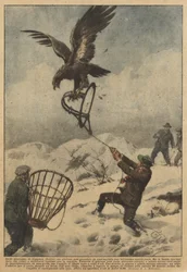 W górach Coggiola (Biella) młody człowiek zdołał złapać w pułapkę pięknego orła przedniego