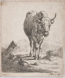 Krowa widziana z przodu, 1805 r.