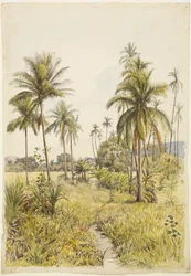 Palmy, Colima (akwarela)