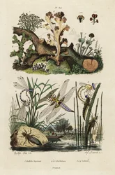 Ścigacz, skimmer i porosty.,1834-1839 (grafika)
